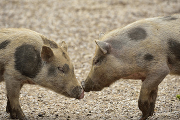 Ferkel bei der Begrüßung
