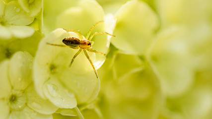 Spider closeup sitting on the flowers in green tones
