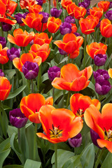 Obraz na płótnie Canvas Orange and Purple Tulips Close Up