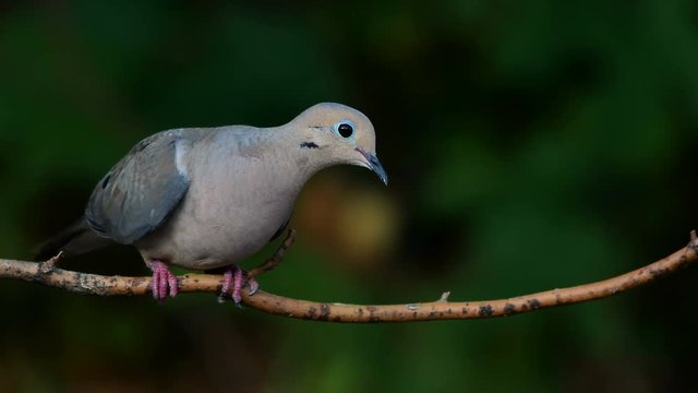 Mourning Dove Zenaida macroura on branch with dark bokeh background