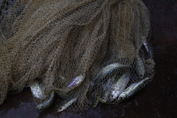 peces atrapados en la red