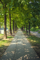 Fototapeta na wymiar Beautiful view on tree-lined avenue with benches