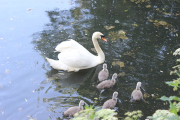 swan and young swan