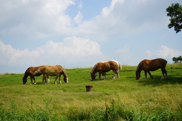 Fototapeta na wymiar 熊本県の阿蘇山　夏の阿蘇外輪山に広がる草原と放牧された馬
