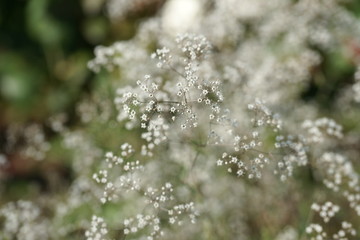 Gypsophila in the garden