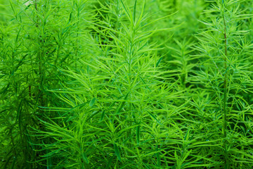 Background from decorative dark green grass with drops of water, rain, closeup