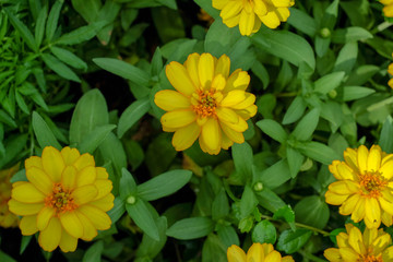 colorful flowers in the beautiful garden background