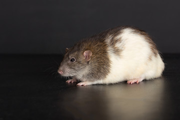 domestic rat on a black background