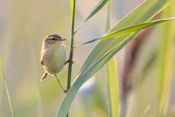 Commen Chiffchaff