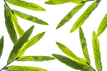 Green leaves pattern texture isolated on white background. Copy space.