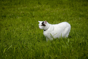 Naklejka na ściany i meble White cat is hunting over a green meadow