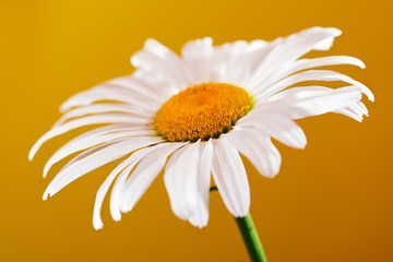 Camomile flower on a yellow background.