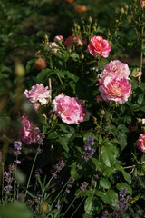 Beautiful roses in the garden