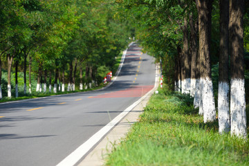 Empty asphalt road in forest.