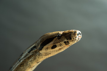 Colombian Boa. Tropical brown constrictor. Snake skin with yellow and black spots on a gray...