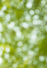 Obraz premium bokeh on nature ,abstract blur background