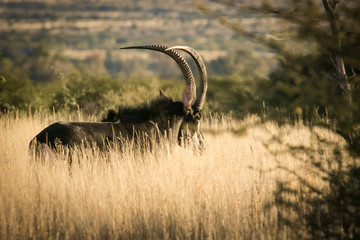 A lone trophy Sable bull walking in the grassland in the kalahari region in the northern cape...