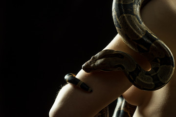 Colombian Boa and woman. Tropical brown constrictor curled on her body. Snake skin with yellow and black spots on a black background