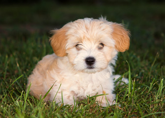 Havanese puppy dog