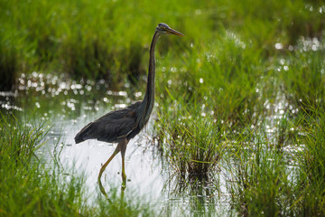 Purple Heron in a paddy field