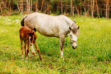 Gray horse and brown colt on the meadow