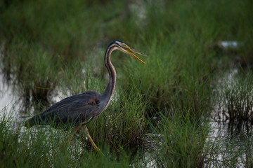 Stretched Purple Heron