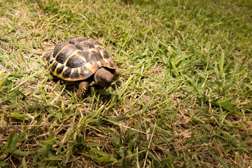 Tortoise (Testudinidae) in the grass close-up