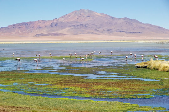 Los Flamencos National Reserve, Chile