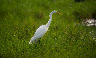 Great Egret in green field