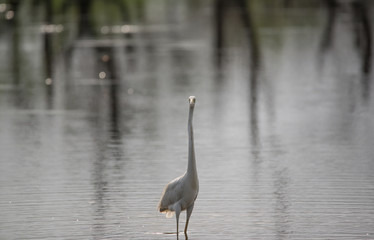 Great White Egret in river