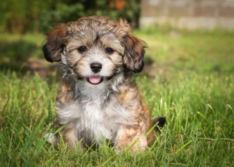 Photo sur Plexiglas Chien havanese puppy dog