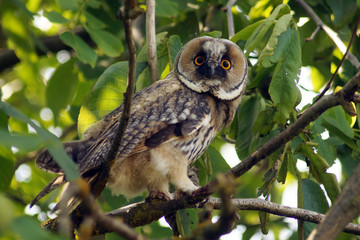 Owl on branch.