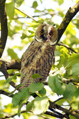Owl on branch.