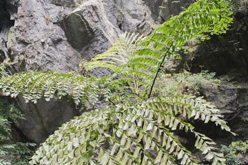 Parfüm Pagode Huong Tich Höhle im vietnamesisch Chua Huong, Hanoi