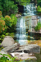 One white swan standing on a boulder on the background of a magnificent cascade waterfall among...