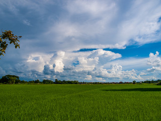 rice 's  plant  with blue sly and beautiful cloud