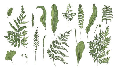 Fern realistic collection. Hand drawn sprouts, frond, leaves and stems set. Colorful vector illustration. - obrazy, fototapety, plakaty