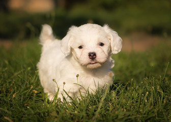 Havanese dog puppy