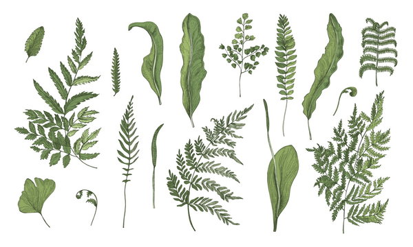 Fern realistic collection. Hand drawn sprouts, frond, leaves and stems set. Colorful vector illustration.