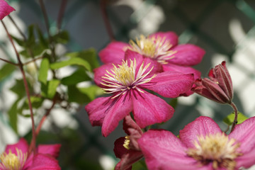 Clematis grows on the grate near the fence