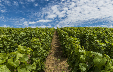 Champagne Vineyard Clouds