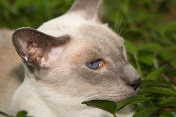 Oriental Blue-point siamese cat