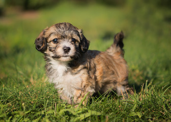 havanese dog puppy