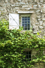 Fototapeta na wymiar Vine on old stone wall.