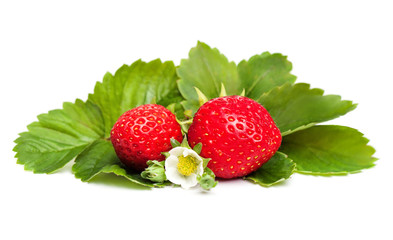 Fresh Strawberry Berries with White Flower and Green Leaves on White Background
