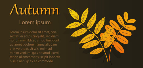 Obraz premium Advertising autumn flyer with rowan and acacia leaves