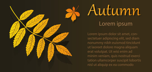 Autumn flyer with rowan leaf