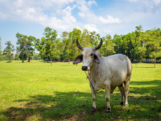 White cow grazing in a fresh green field in shadow of tree