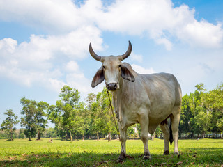 White cow grazing in a fresh green field in shadow of tree