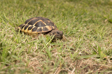 Naklejka na ściany i meble Leopard tortoise walking slowly and sunbathe on ground with his protective shell ,cute animal pictures make you smile , tortoise eating vegetable